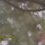 Rita Syakira – Bukit Seguntang Ulu Melayu, Cipt : Fir Azwar