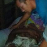 Pencari Nibung di Serang Harimau di Birik Desa Tanah Pilih