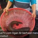 Ikan Lele Besar Ditangkap Di Parit Pasca Hujan Berhenti Oleh Kabiro GandusTV.com Ogan Ilir