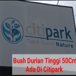 Buah Durian Tinggi 50Cm Ada Di Citipark