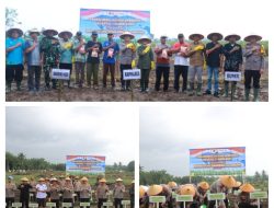 Polres Bangka Bersama Polda Babel Gelar Penanaman Jagung Kuartal I