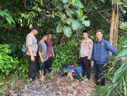 Polsek Mendo Barat Amankan Temuan Bungkusan Diduga Ganja Tak Bertuan Di Kebun Warga
