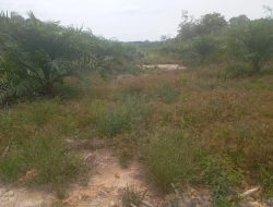 Laporan 2023 Seolah ‘Dibiarkan’, Hutan Lindung Tanjung Rising Kini Disulap Jadi Kebun Sawit Ilegal