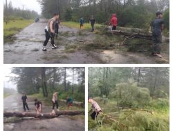 Polsek Merawang Gerak Cepat Evakuasi, Pohon Tumbang di Jalan Lintas Timur Merawang