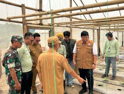 Inovasi Pertanian Digital: PLN Hadirkan Pusat Budidaya Melon Smart Greenhouse di Desa Tanjung Agung