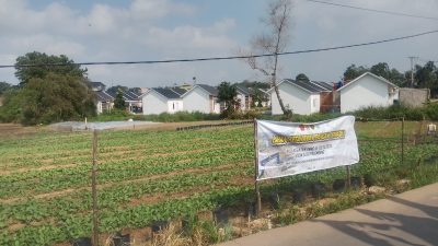 Hari Ke-19 TMMD Ke-129, Satgas Kodim 0418/Palembang Kembangkan Ketahanan Pangan Terpadu di Talang Jambe