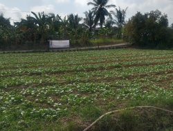 SATGAS TMMD KE-129 KODIM 0418/PALEMBANG RUTIN SIRAM TANAMAN SAWI DAN PAKCOY DUKUNG SWASEMBADA PANGAN