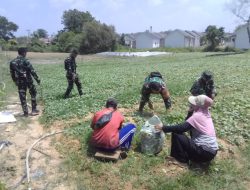 MASUKI HARI KE-24, SATGAS TMMD KE-129 KODIM 0418/PALEMBANG BERSAMA WARGA PANEN SAWI